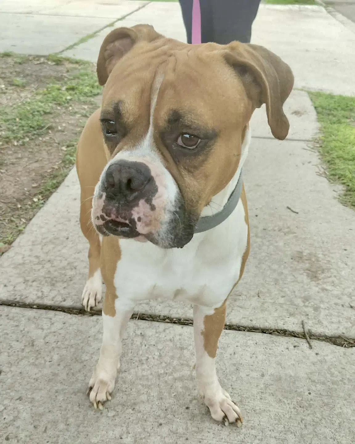 Luke - Boxer