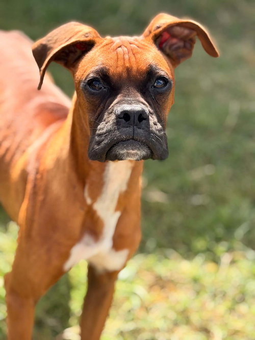 Parker, an adoptable Boxer in Monticello, NJ