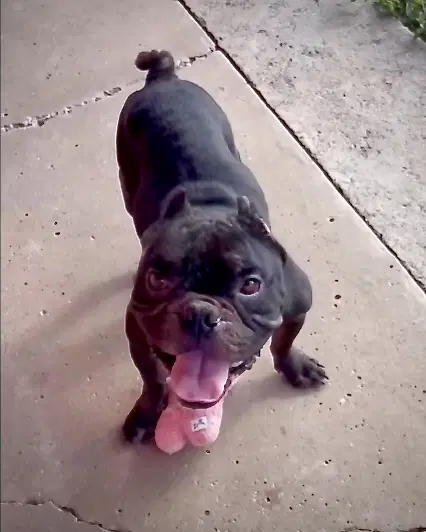 Brewster - Bulldog