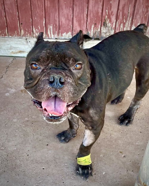 picture of the dog needing adoption