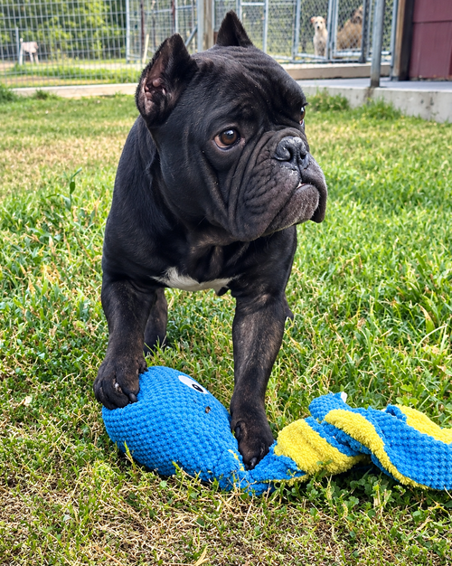 Brewster, a dog for adoption from Chelsea's Hope Boxer Rescue