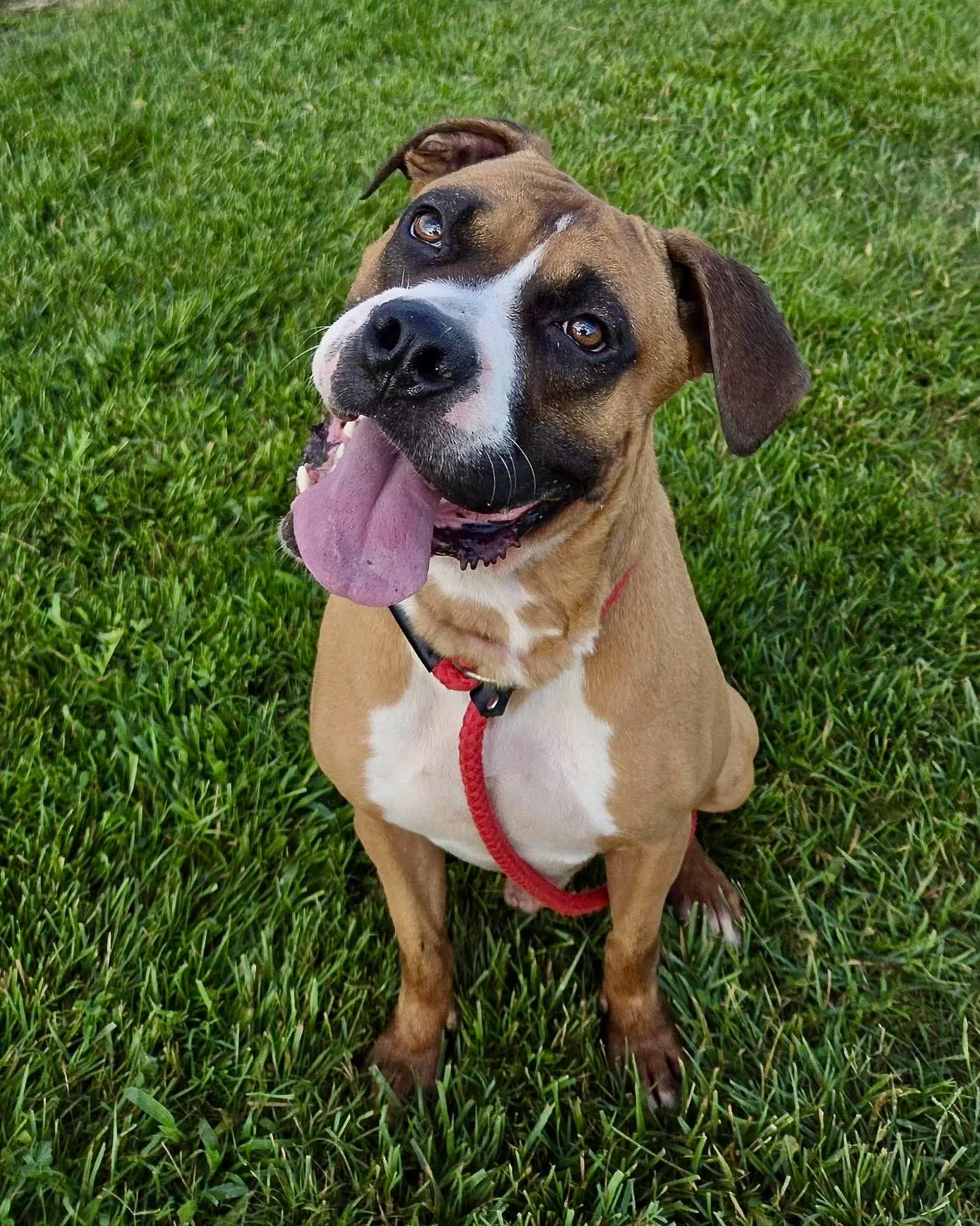 Seth - Boxer