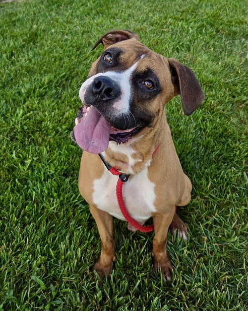 Seth, a dog for adoption from Chelsea's Hope Boxer Rescue