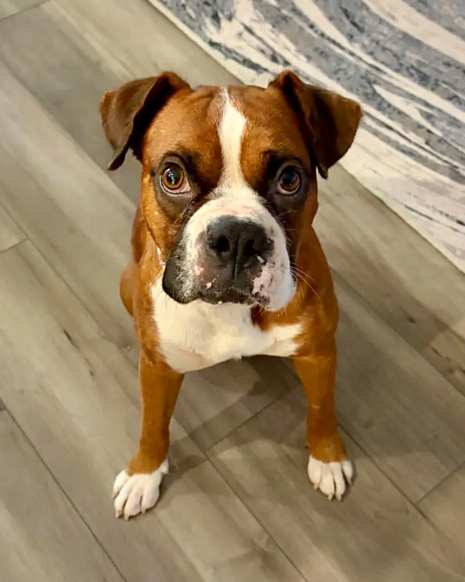 Fitz - Boxer