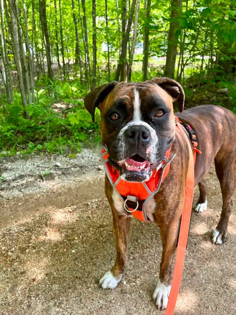 Moxie - Boxer