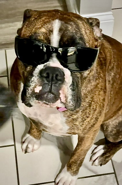 Moxie, photo 4