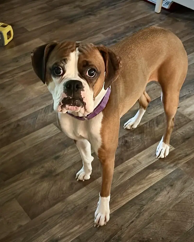 Molly image 2