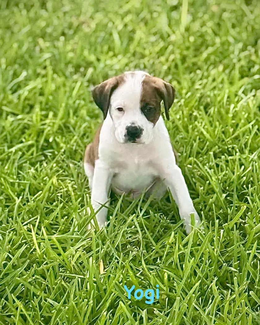 Bear Litter - Yogi - Boxer