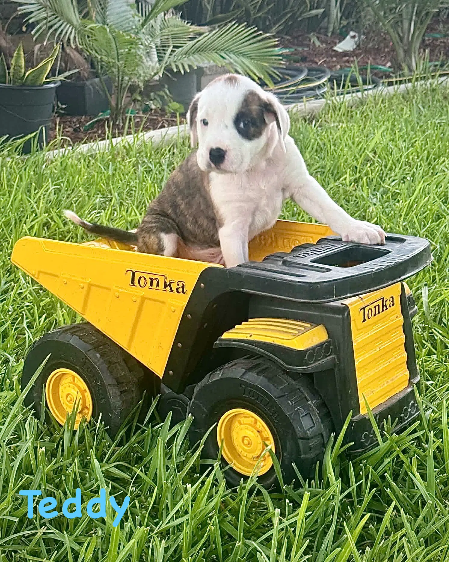 Bear Litter - Teddy - Boxer