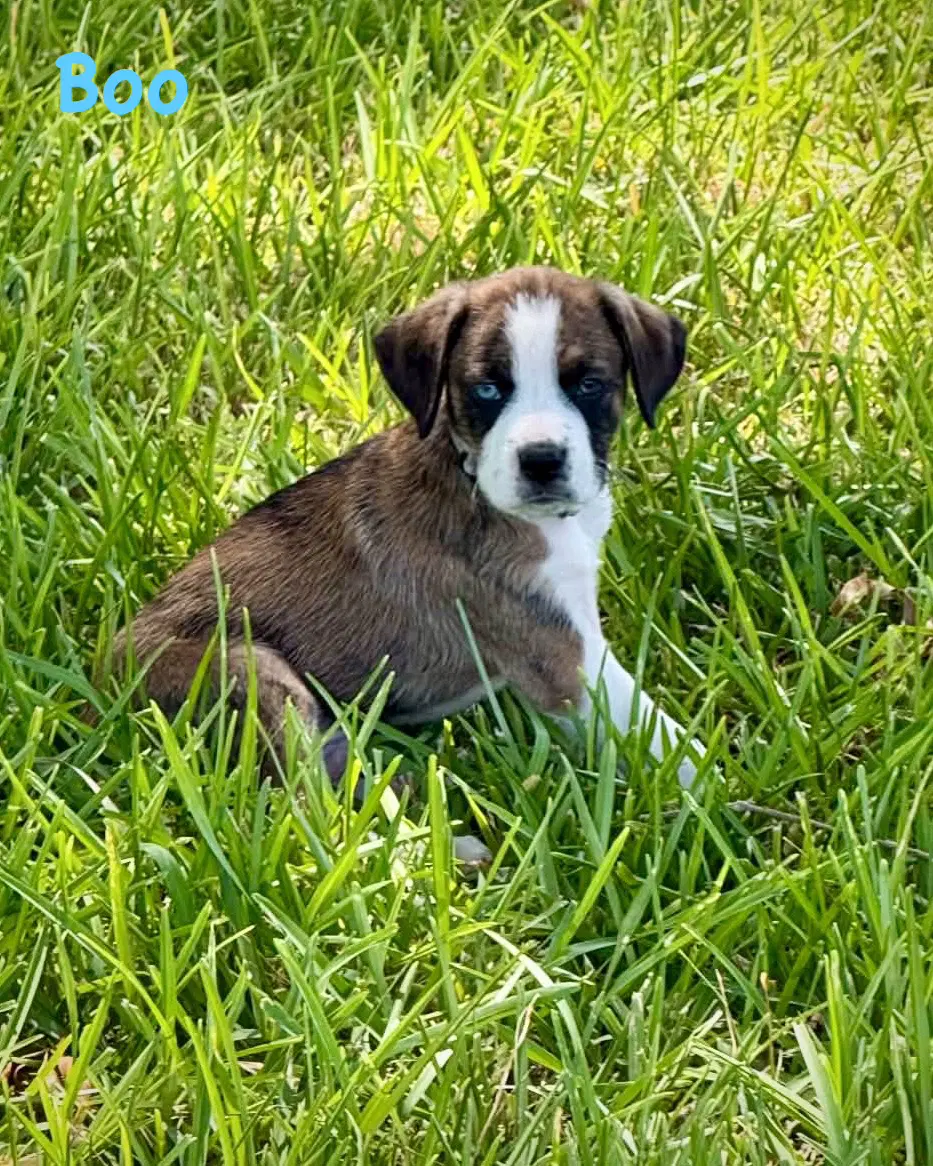 Bear Litter - Boo - Boxer