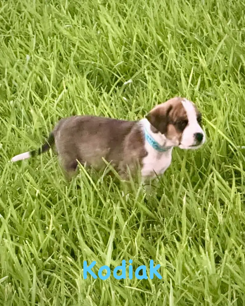 Bear Litter - Kodiak - Boxer