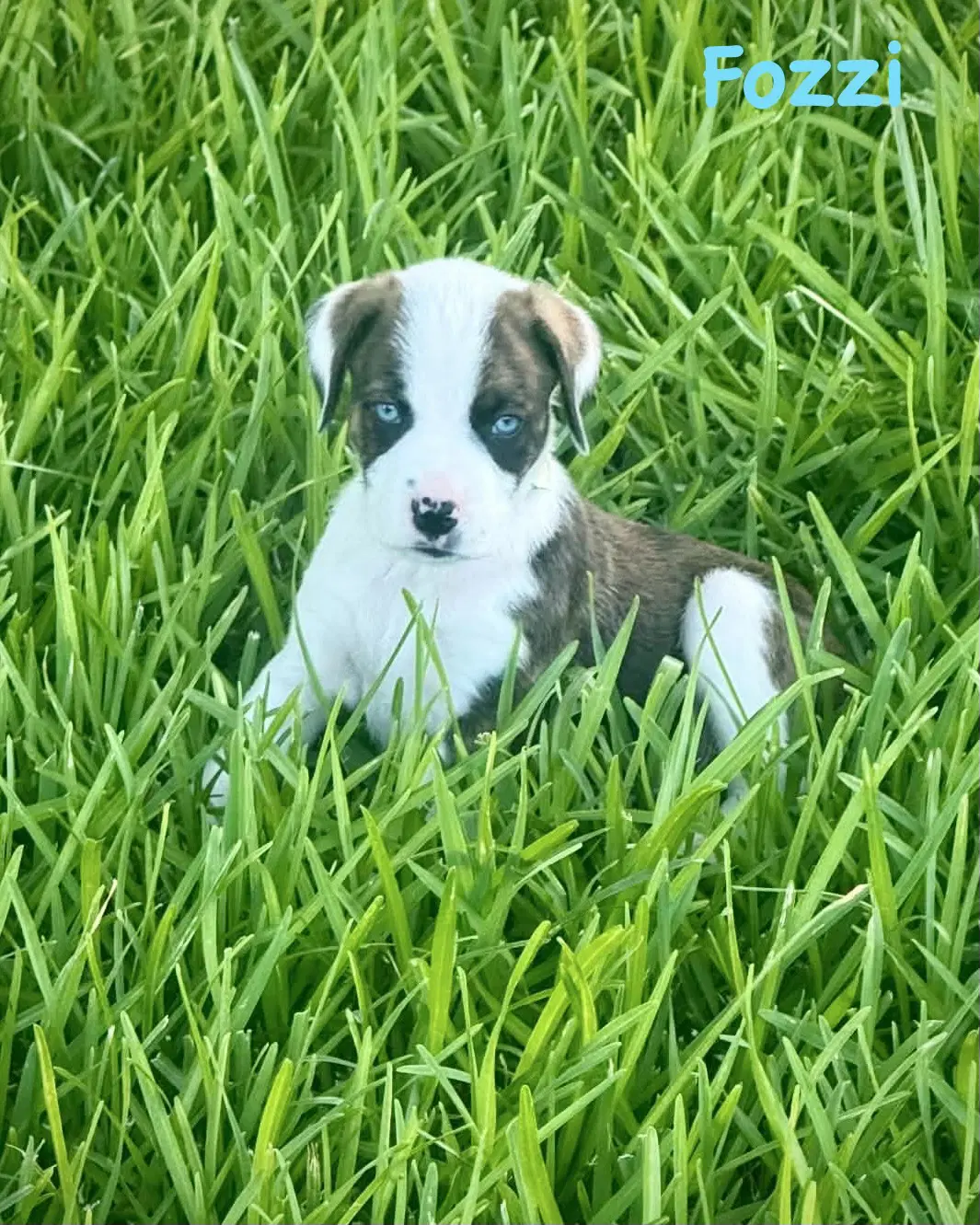Bear Litter - Fozzie - Boxer
