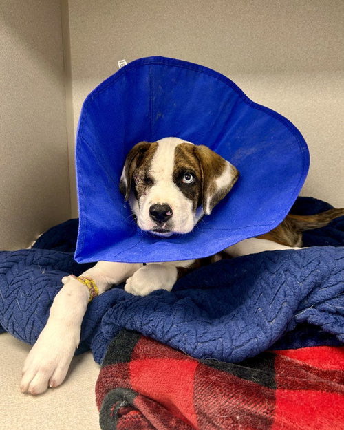 picture of the dog needing adoption