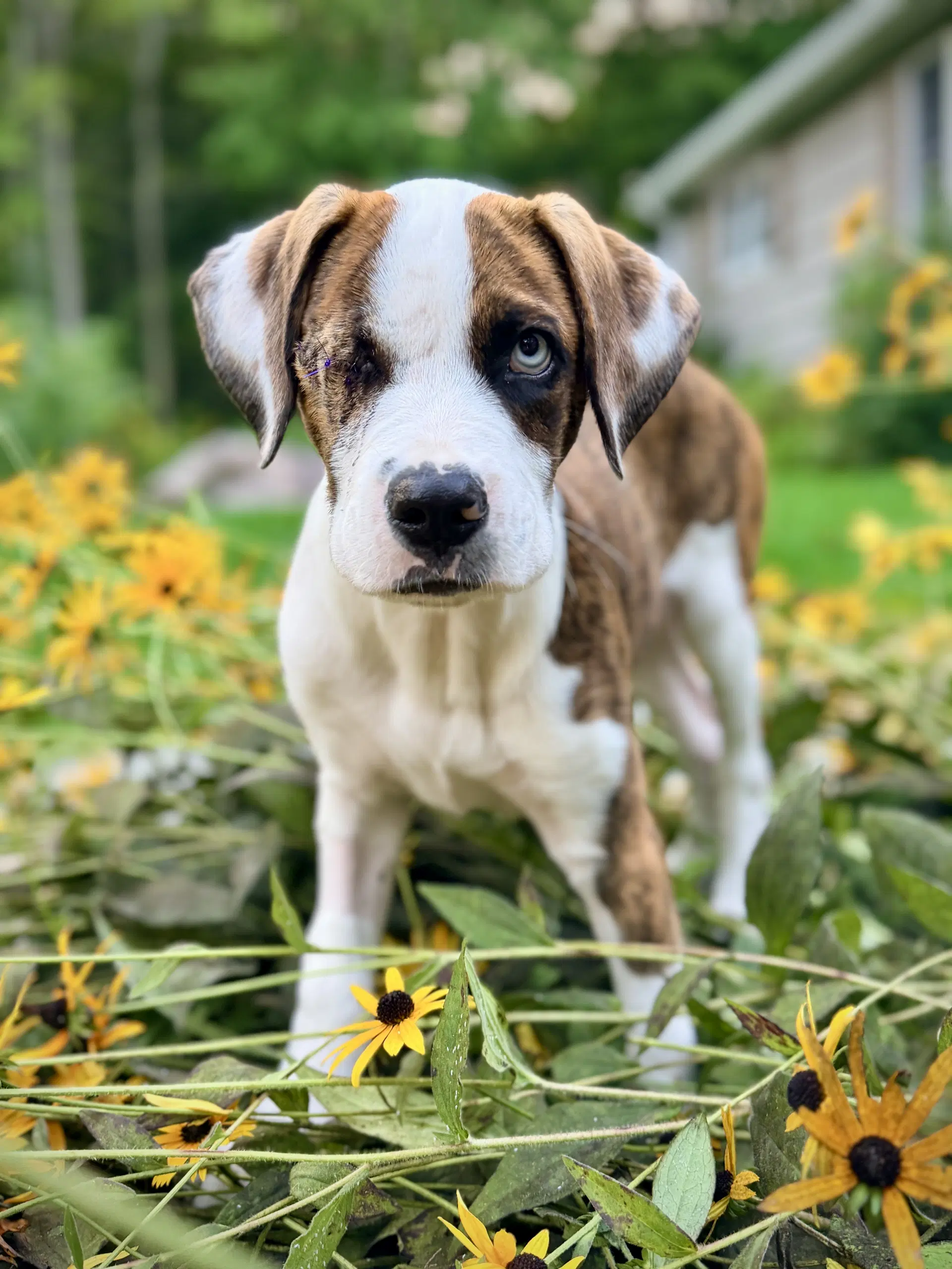Bear Litter - Fozzie - Boxer
