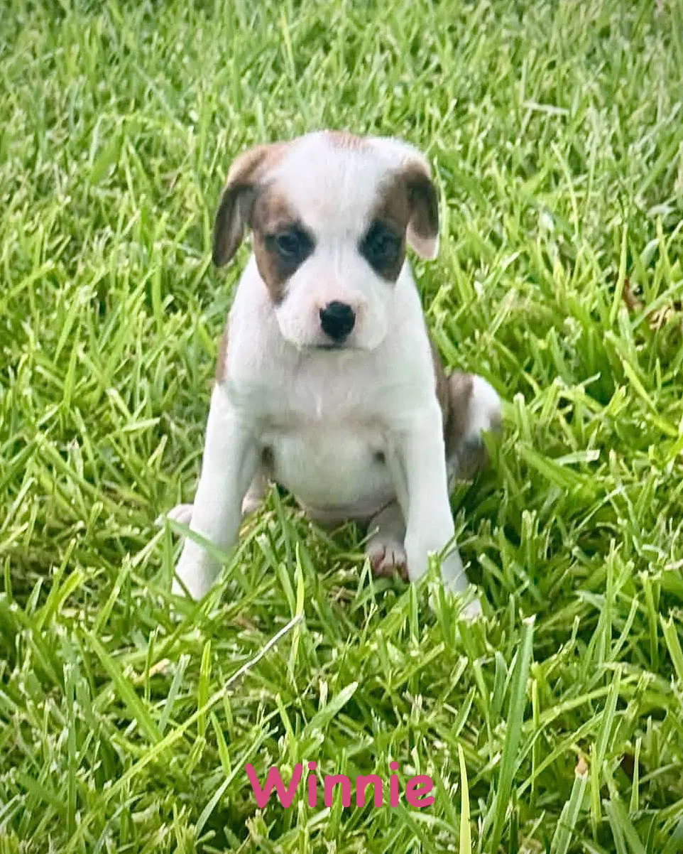 Bear Litter - Winnie - Boxer