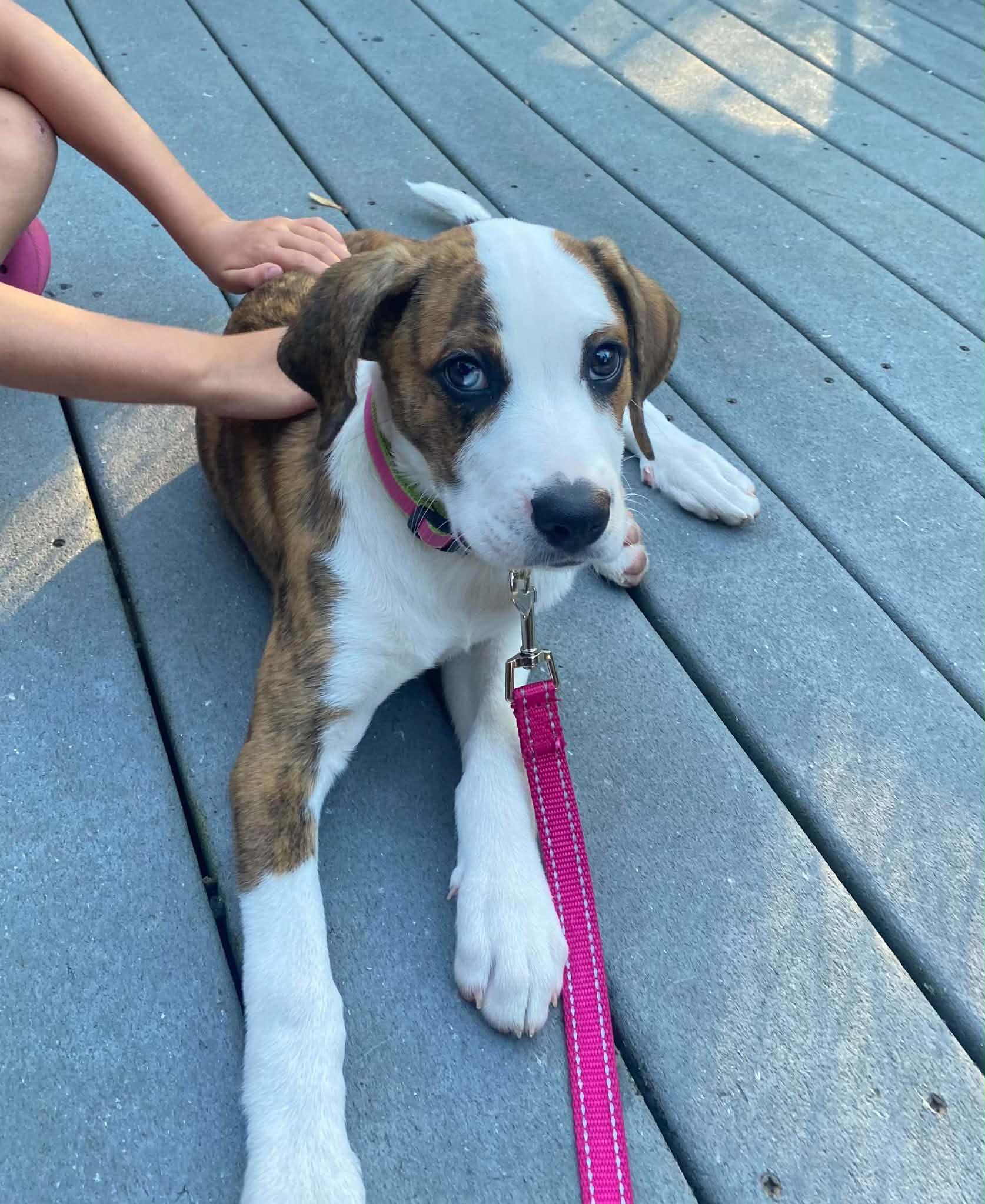 Bear Litter - Winnie - Boxer