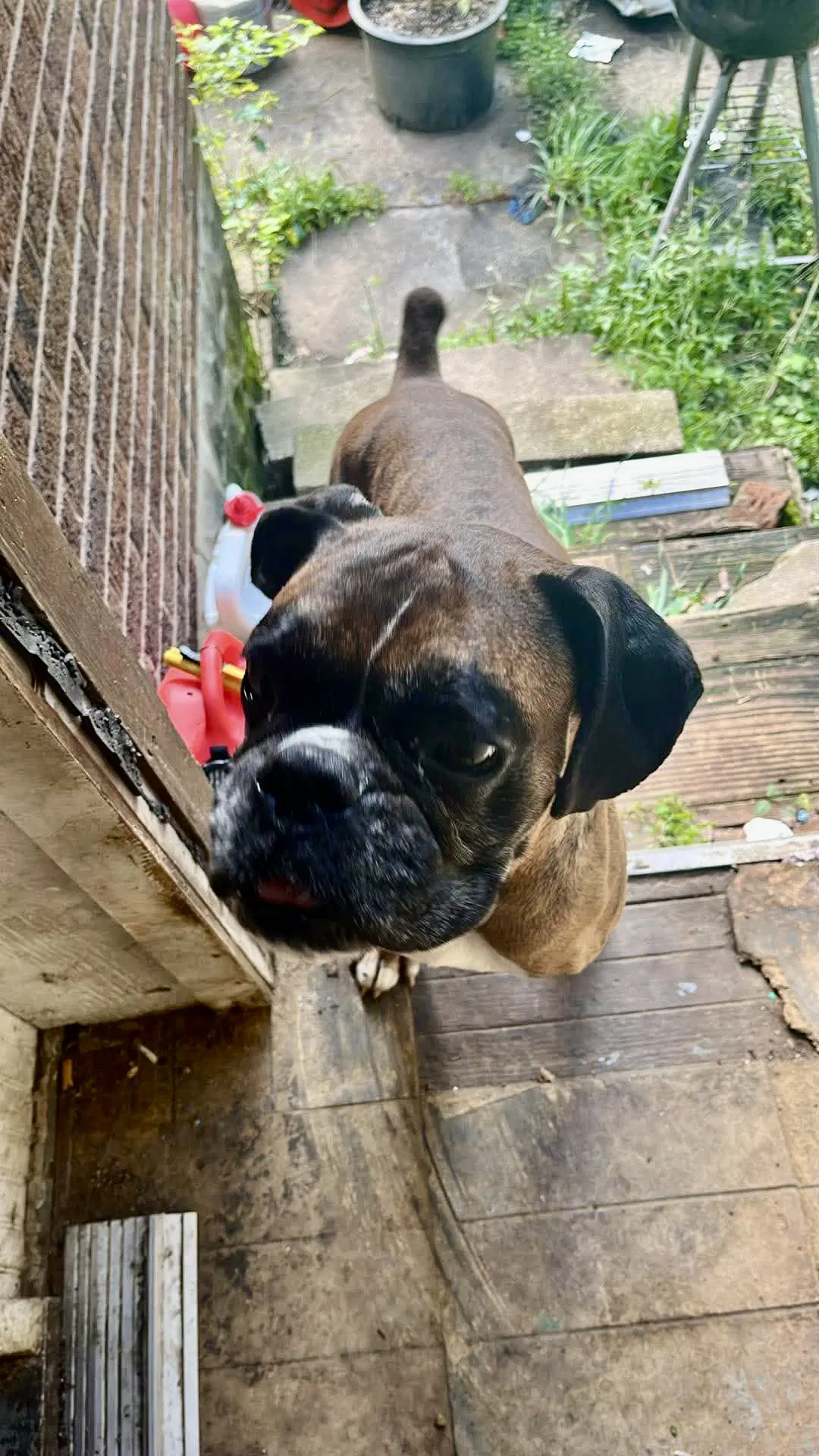 Skippy - Boxer
