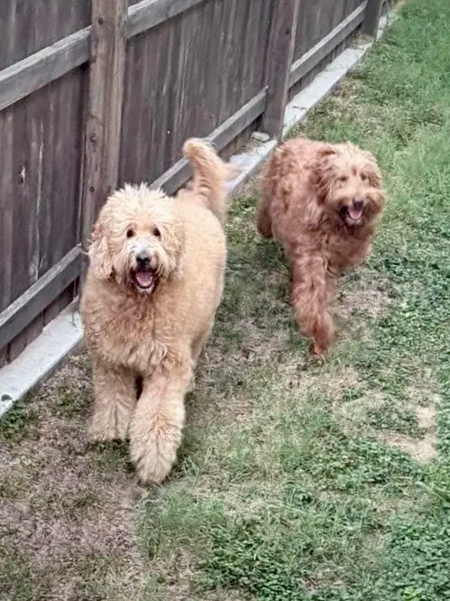 Louie  Nala - Poodle (Standard)