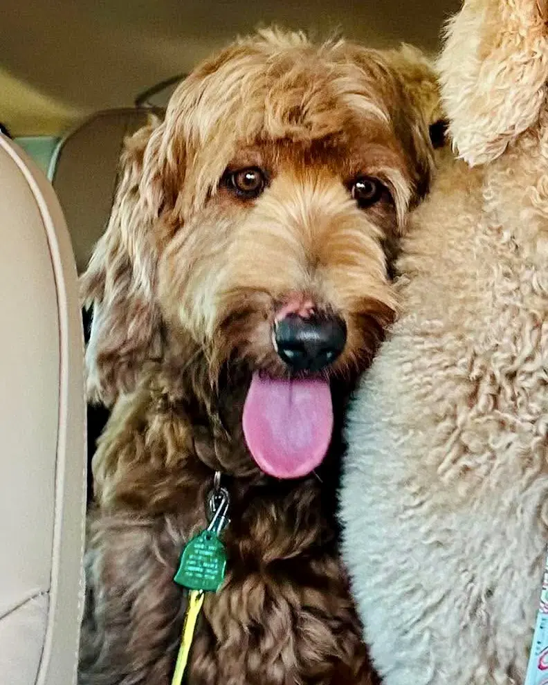 Louie  Nala image 2