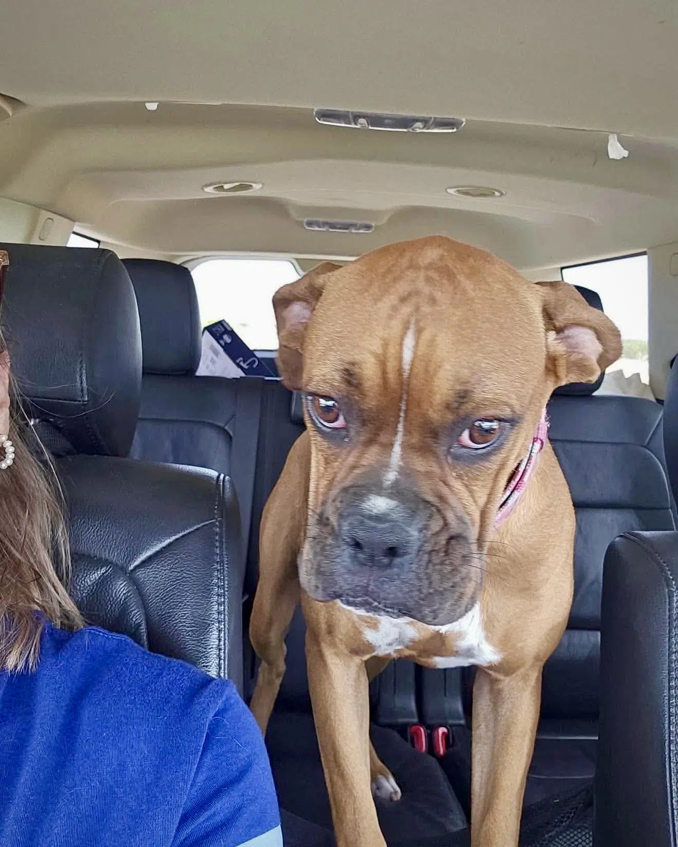 Chilli - Boxer