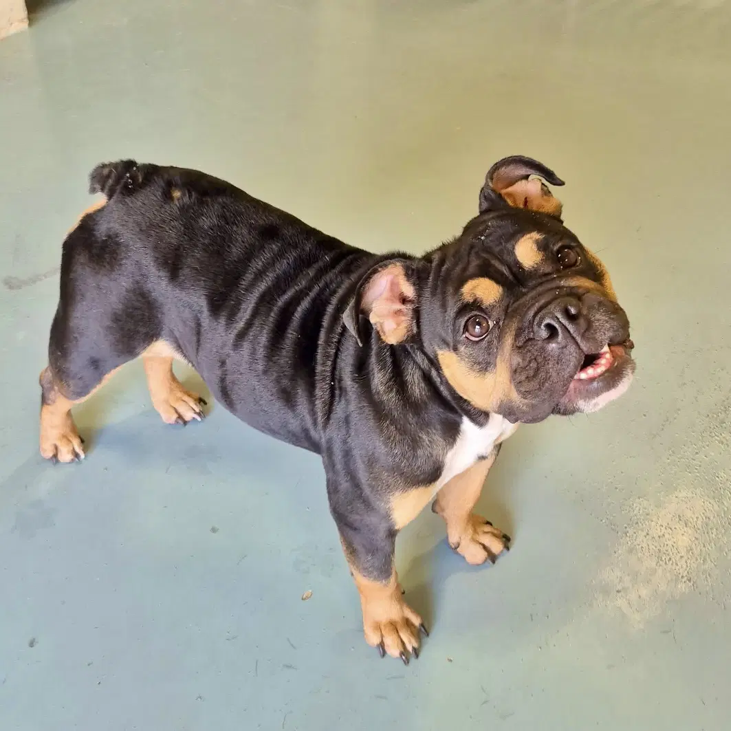 Zara - English Bulldog