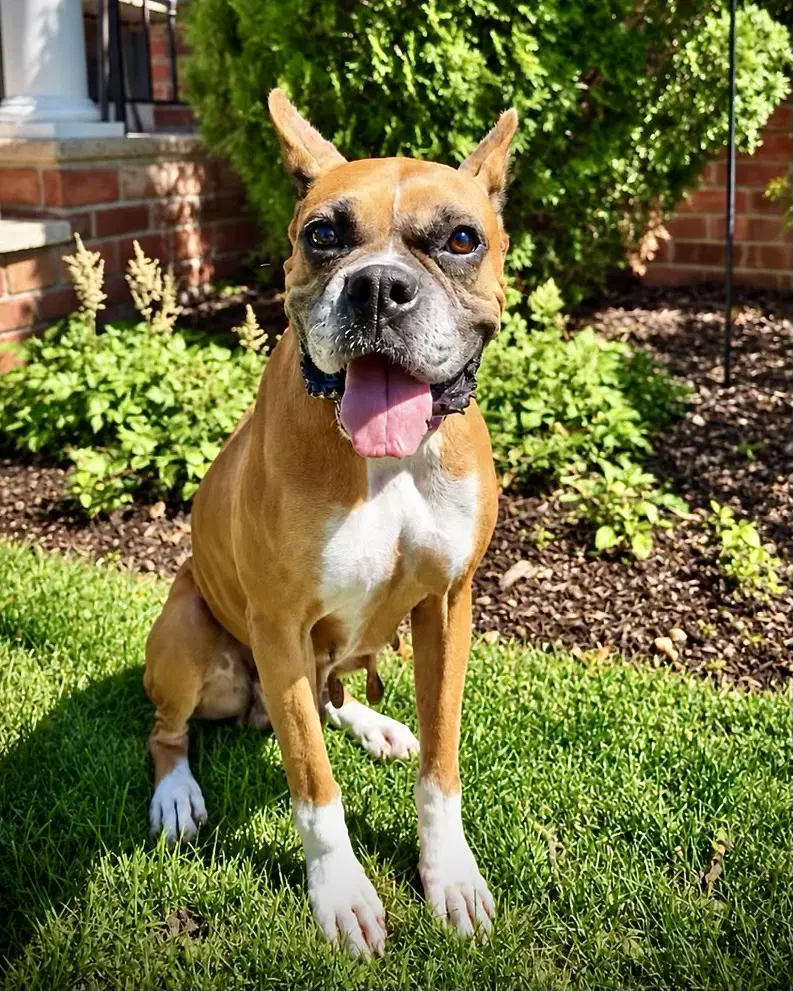 Amora - Boxer