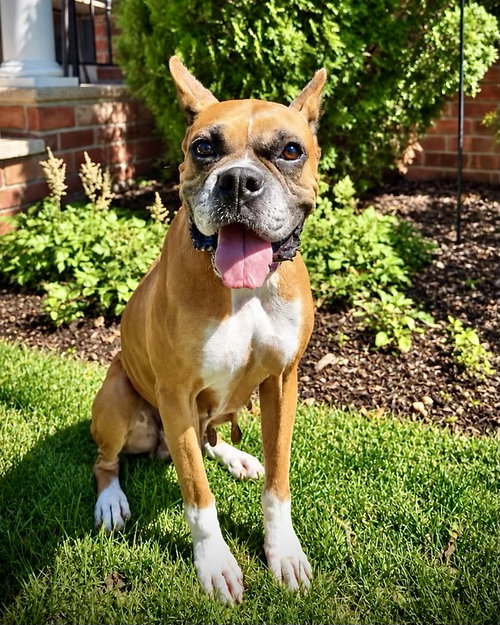 picture of the dog needing adoption