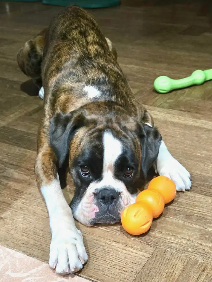 Emiko - Boxer