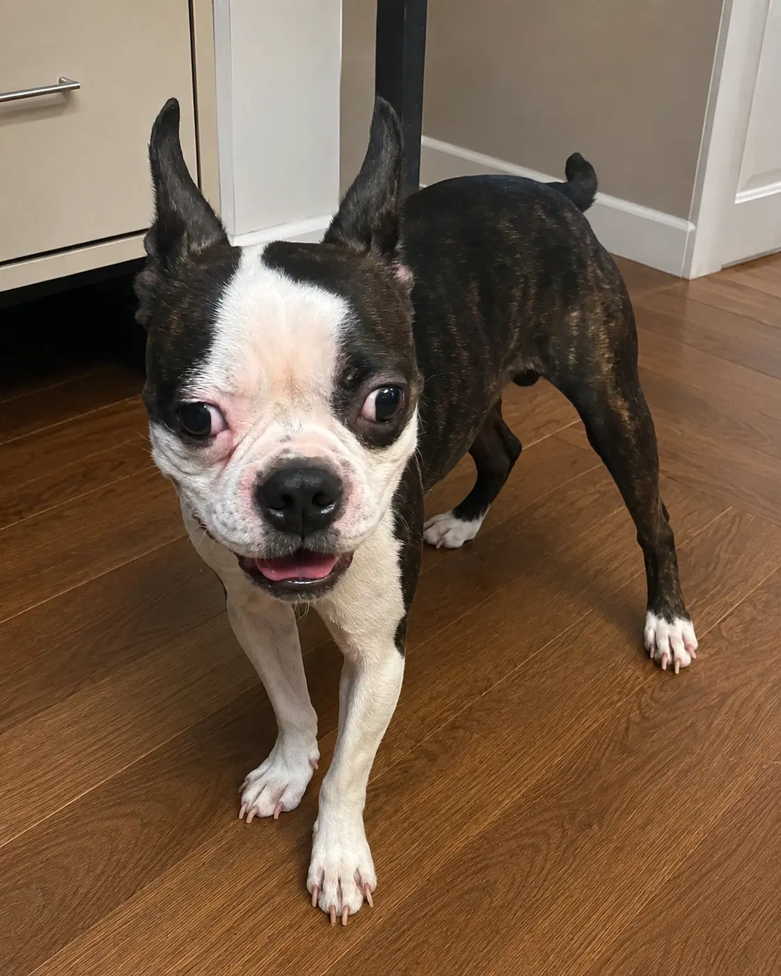 Floki - Boston Terrier