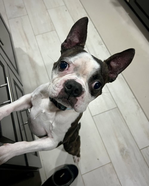 Floki, a dog for adoption from Chelsea's Hope Boxer Rescue