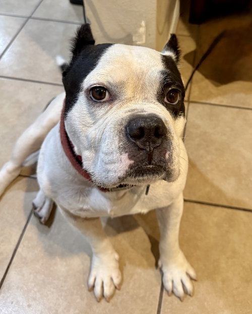 picture of the dog needing adoption