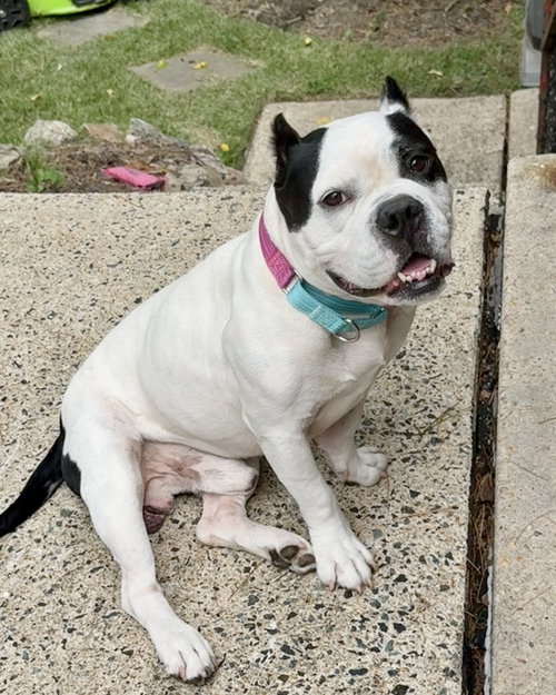 Duke, a dog for adoption from Chelsea's Hope Boxer Rescue