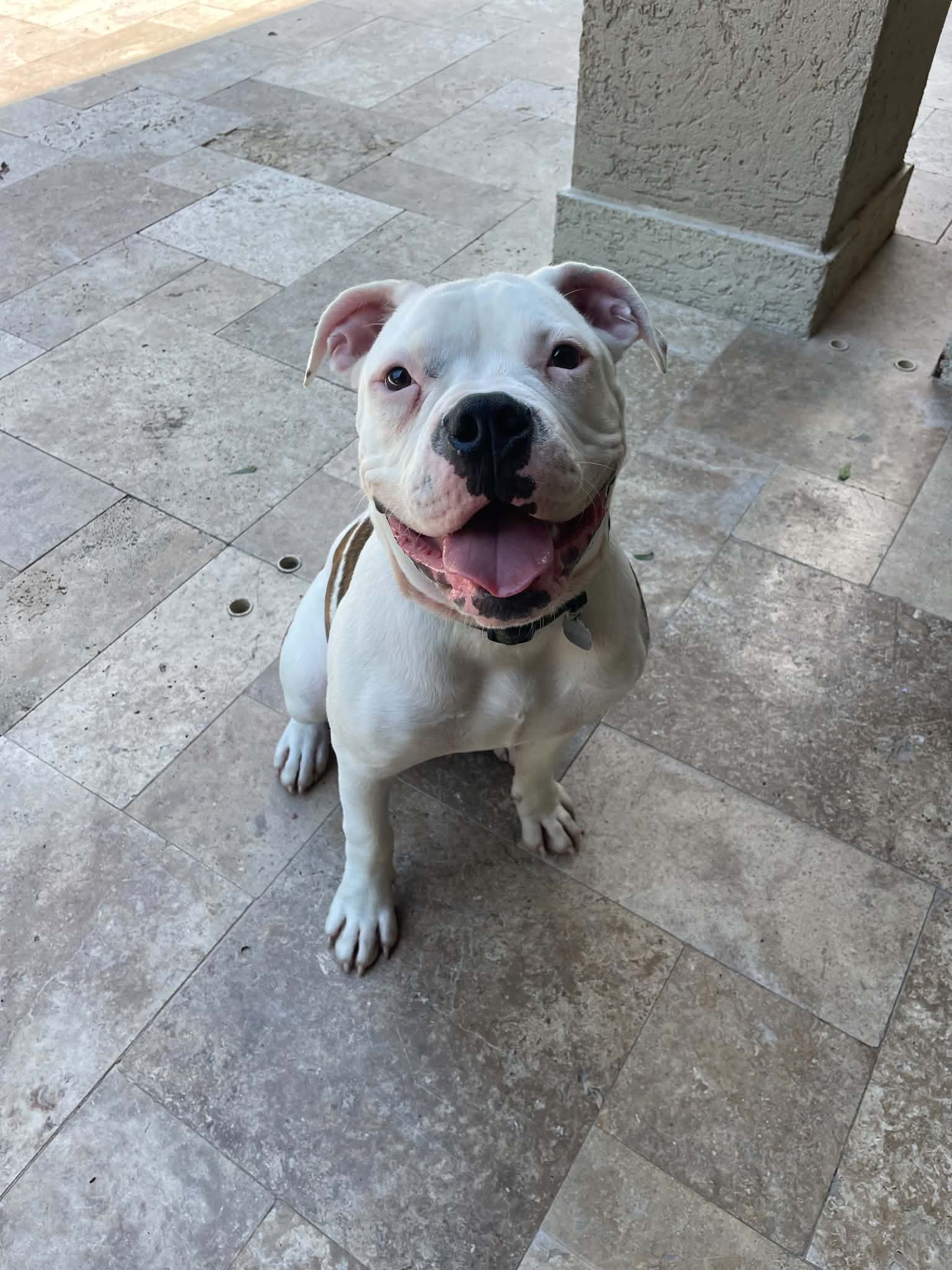 Axel - American Bulldog