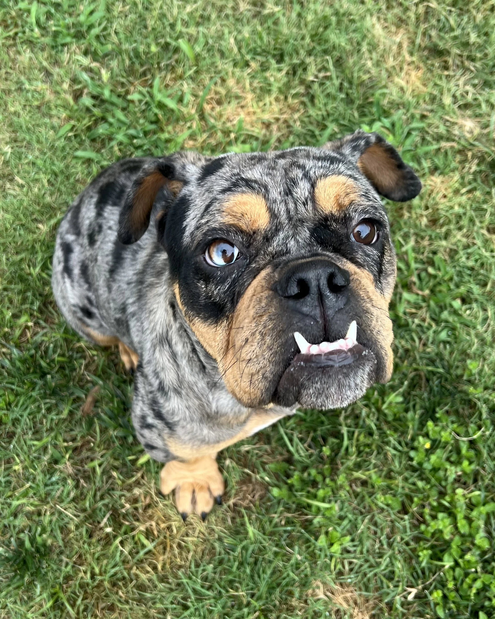 Josie Jo