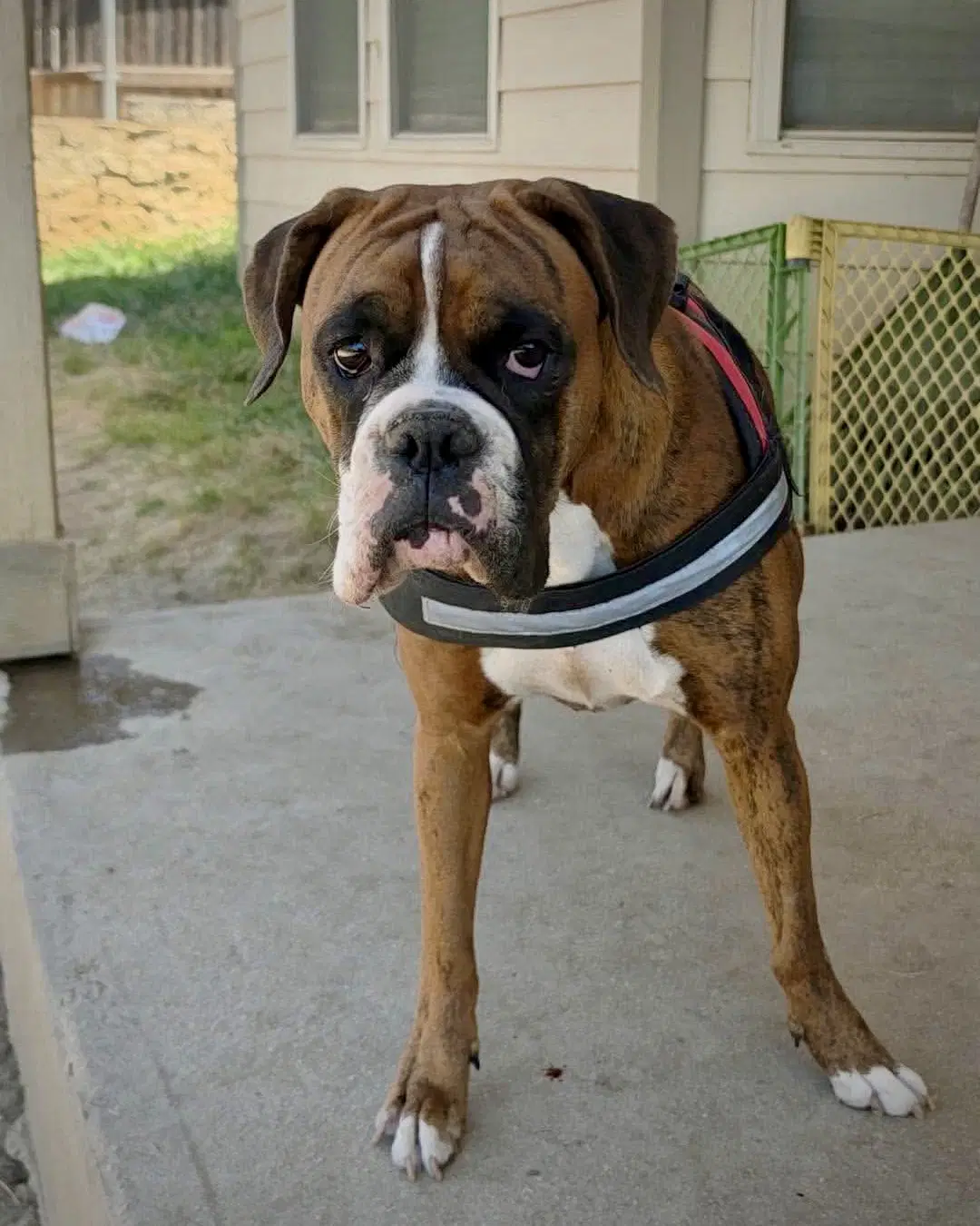 Gigi - Boxer