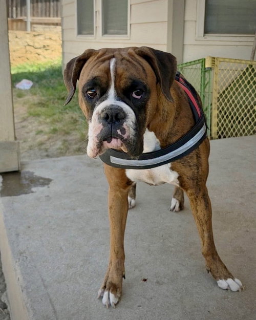 picture of the dog needing adoption