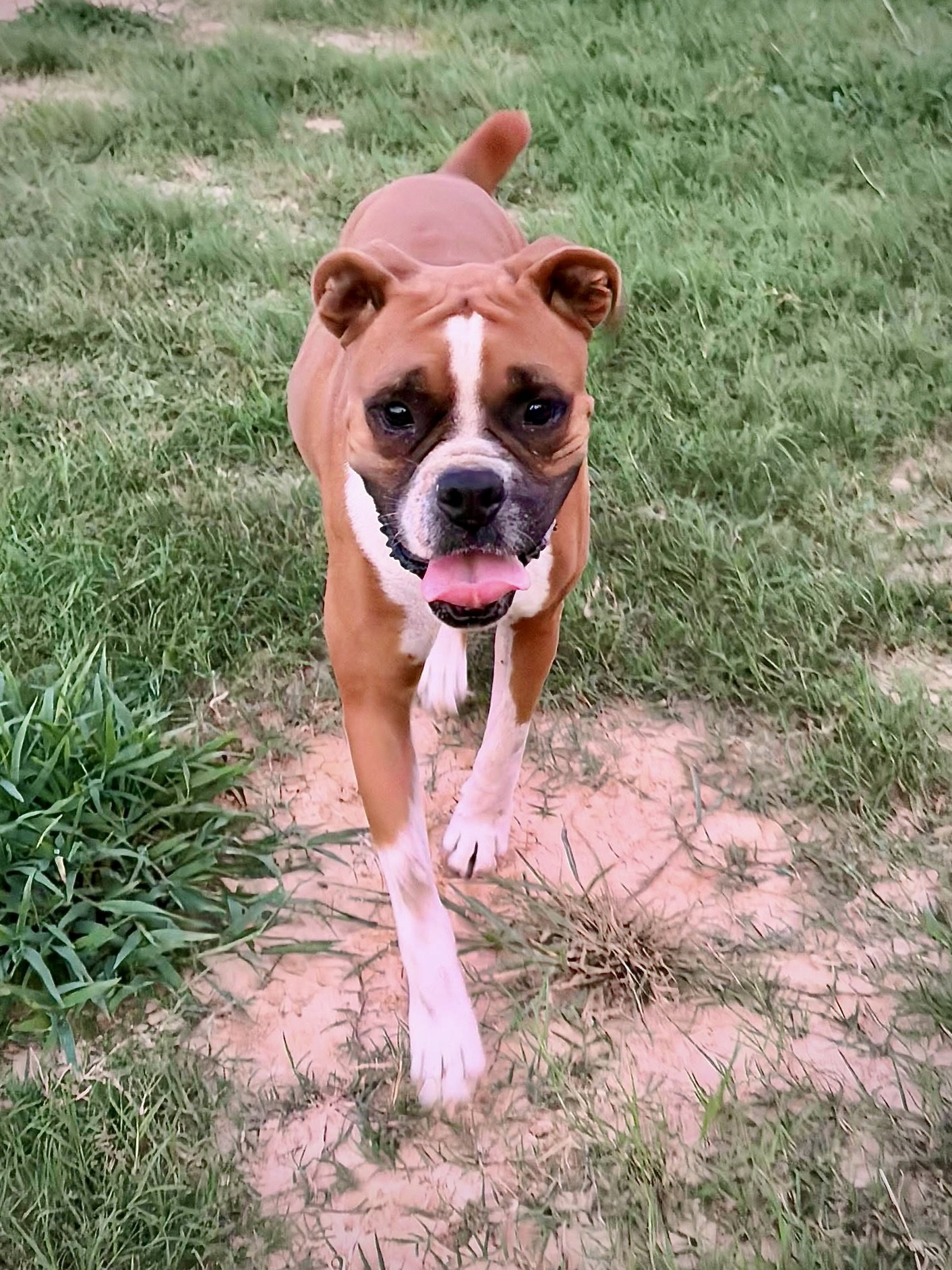 Dolly, Boxer
