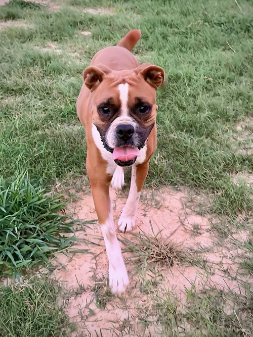 picture of the dog needing adoption