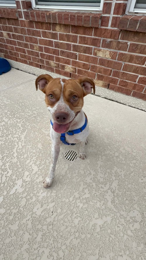 picture of the dog needing adoption