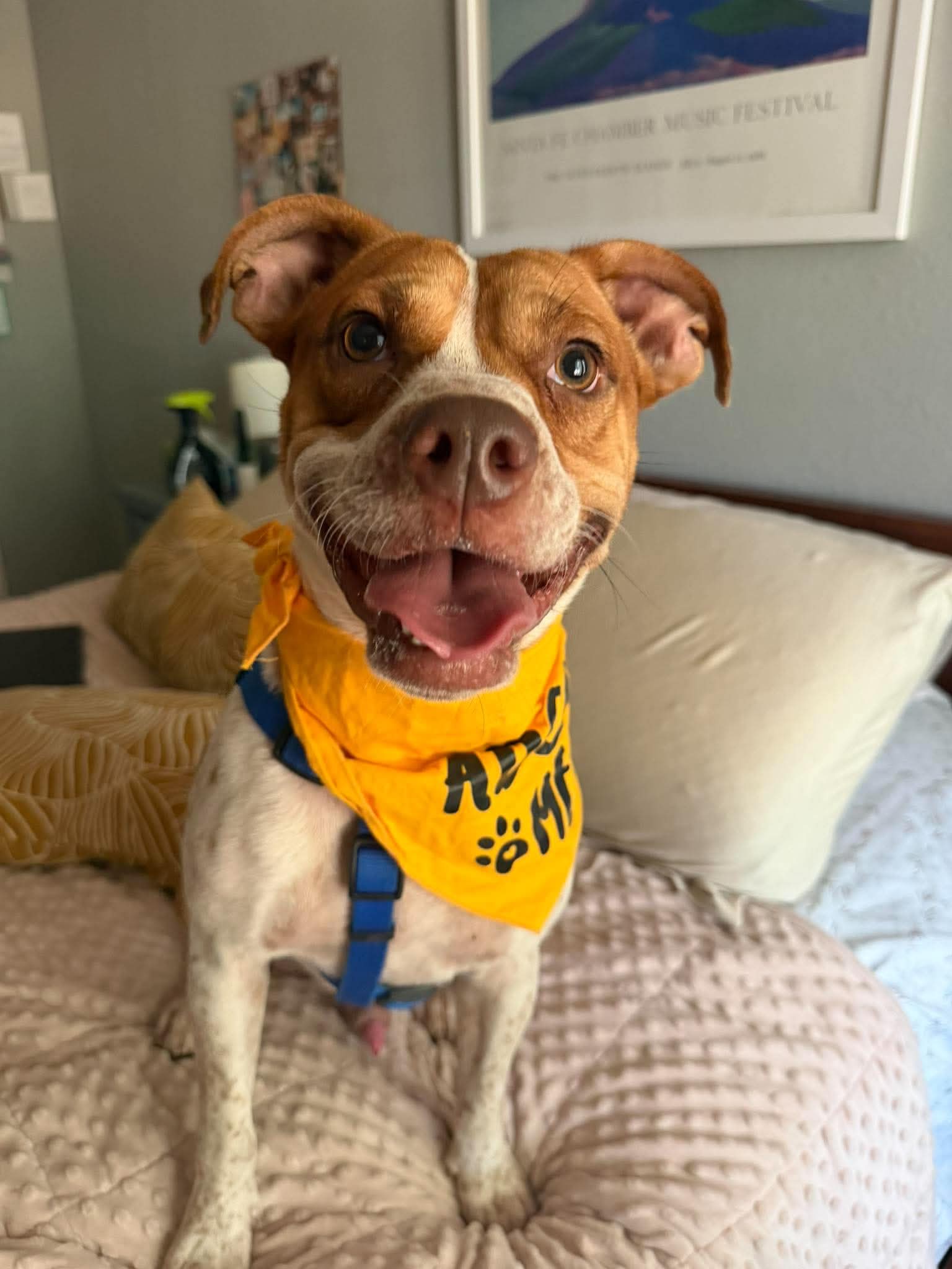Frankie, Boxer
