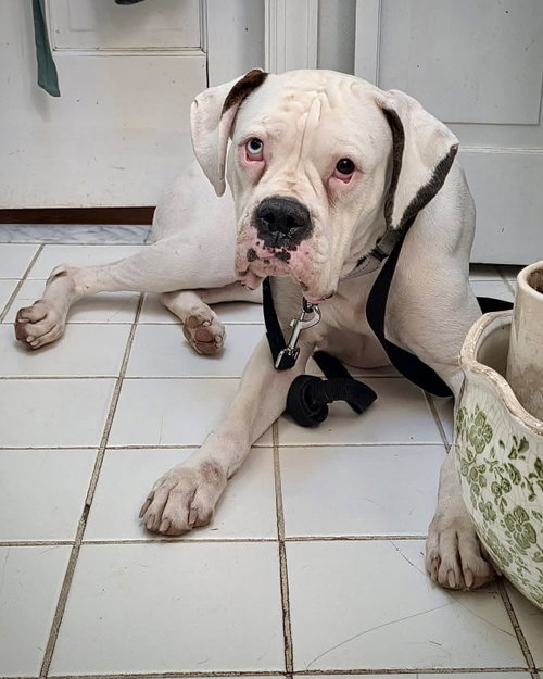 Cincy - Columbia, a dog for adoption from Chelsea's Hope Boxer Rescue