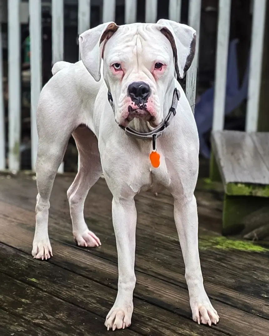 Cincy - Columbia - Boxer