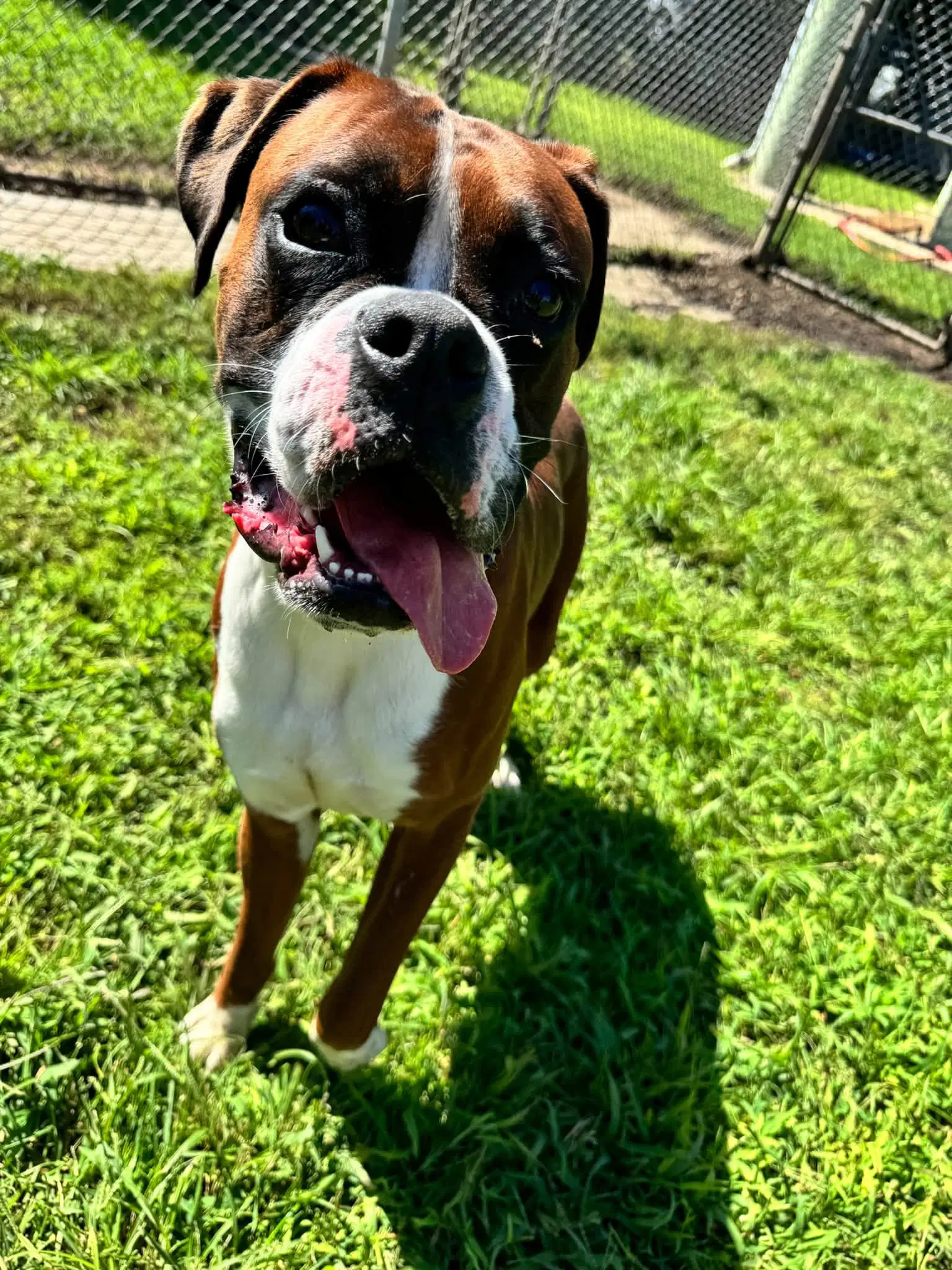 Chop - Boxer