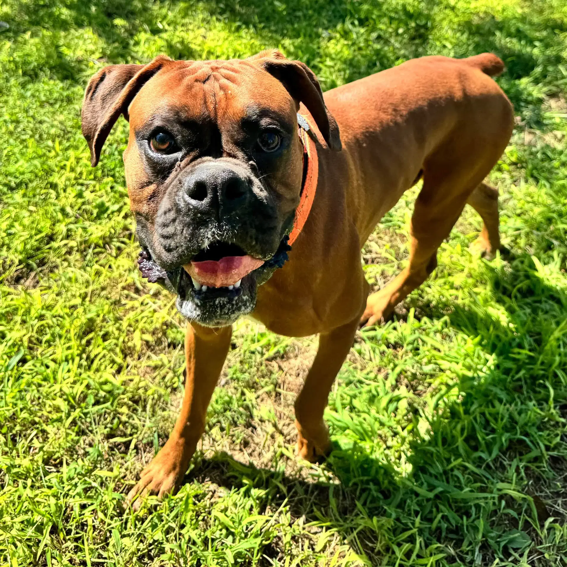 Mac - Boxer