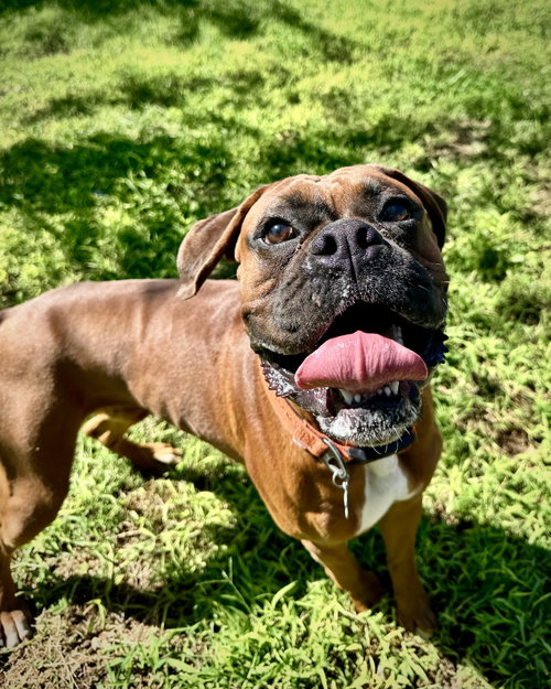 picture of the dog needing adoption