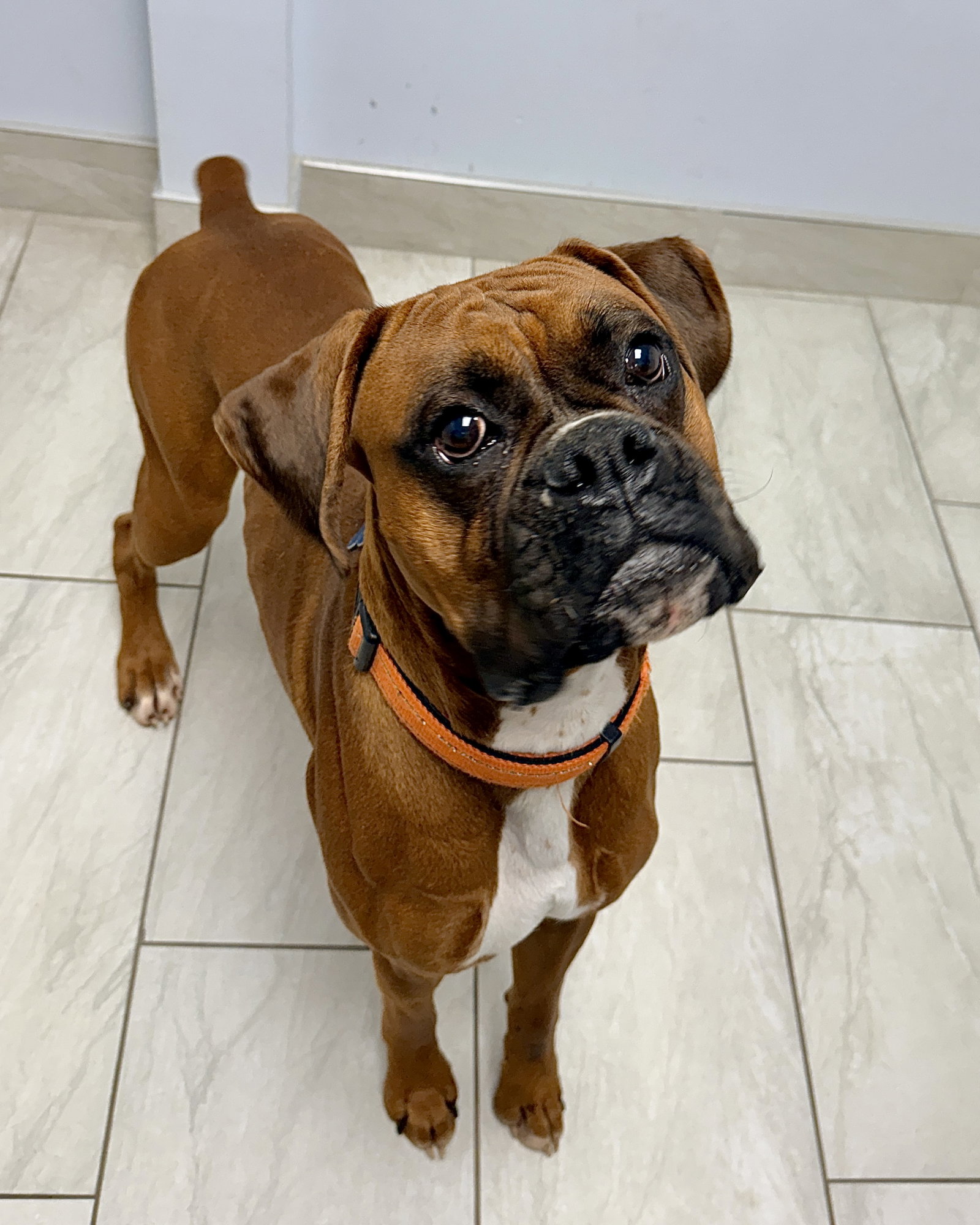 Mac, Boxer