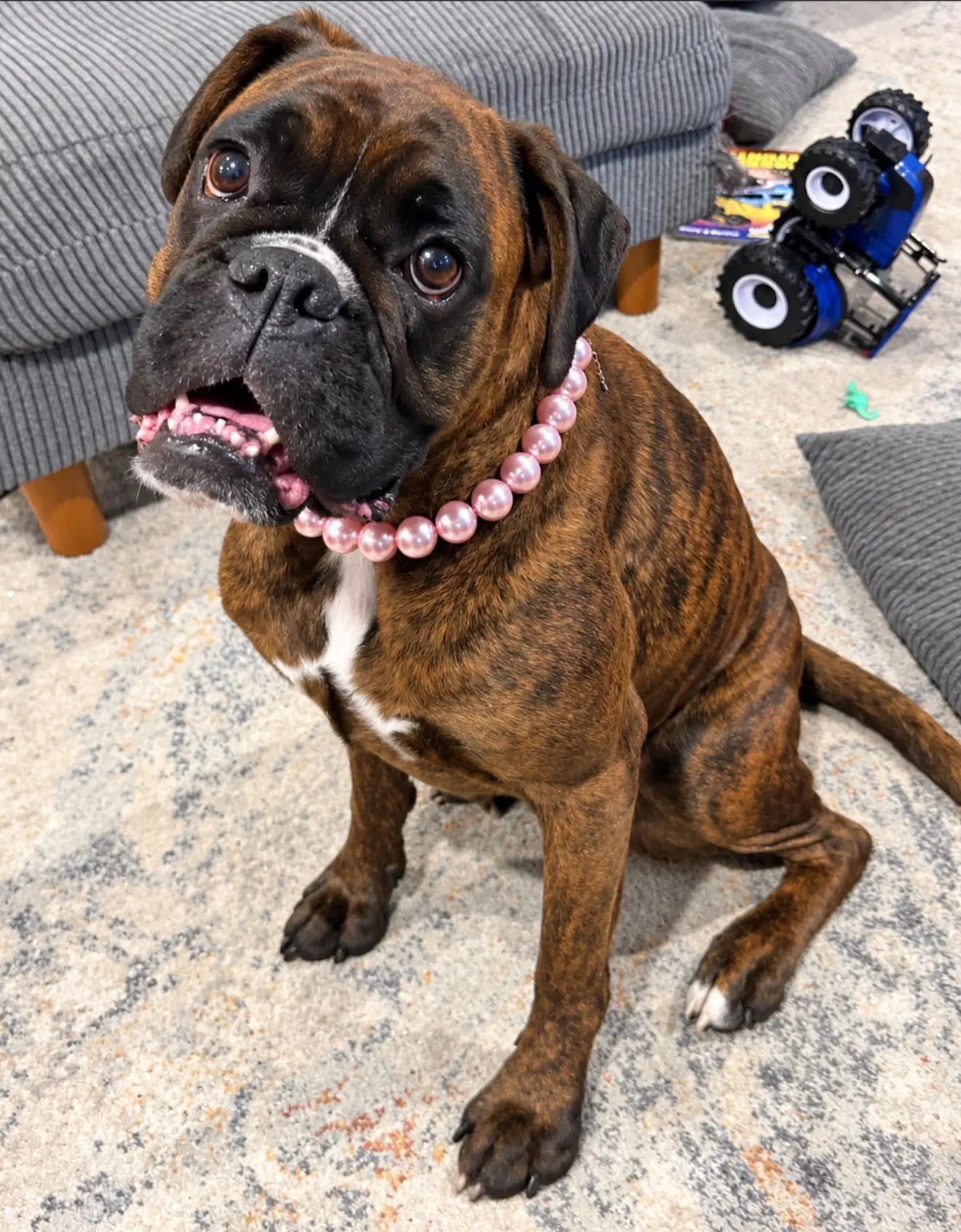 Mystic - Boxer