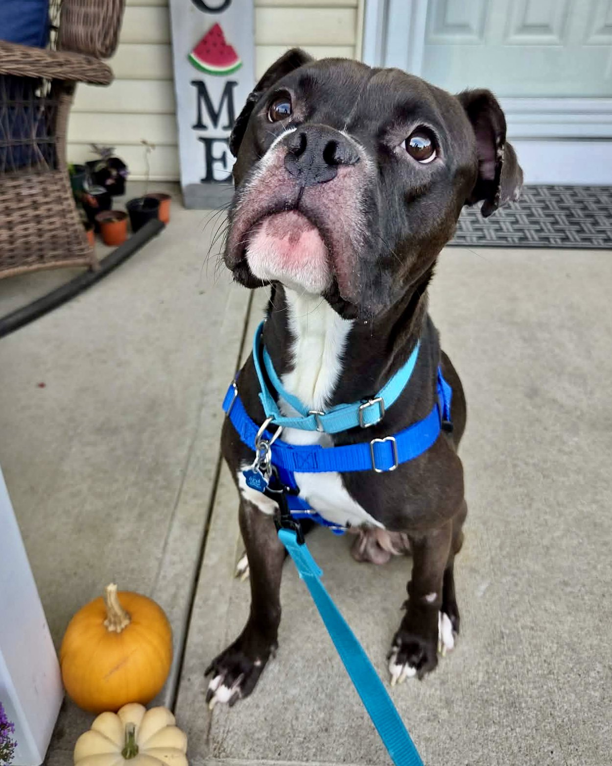 Polo, Boxer