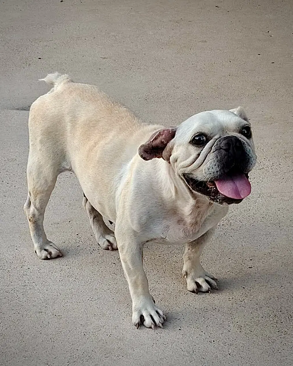 Frankie The Frenchie image 2