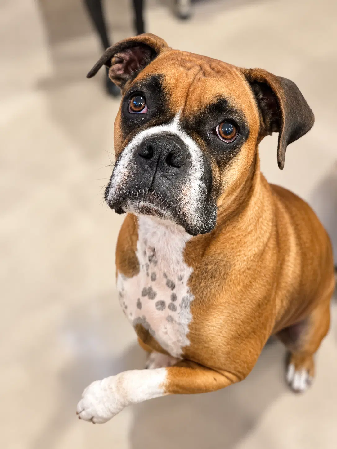 Ellie Mae - Boxer